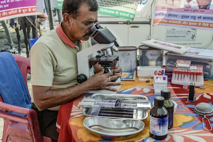 Man looking through microscope at samples of equine blood.