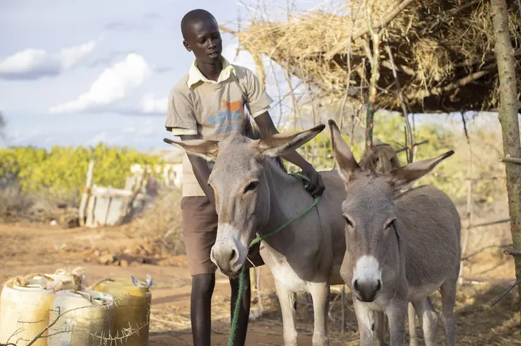 Boy with donkeys in Kenya