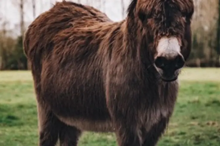 Brown donkey in field 