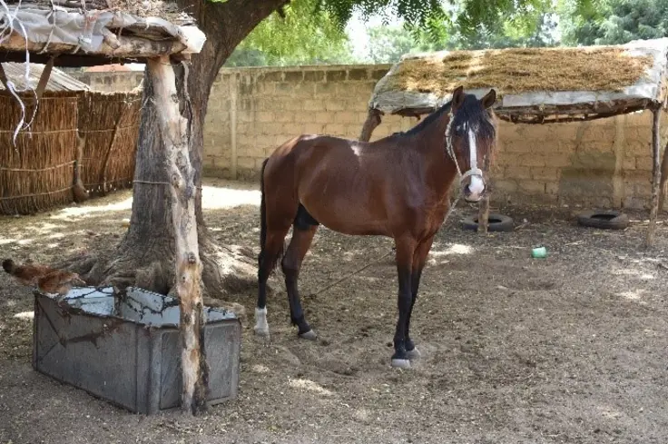 A horse stands next to a tree