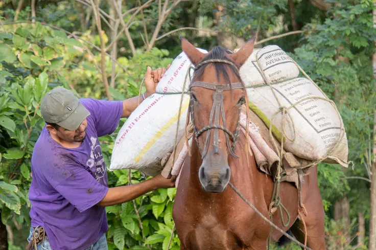 Man loads horse with pack in Nicaragua 