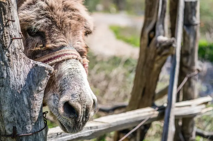 Donkey looking through fence