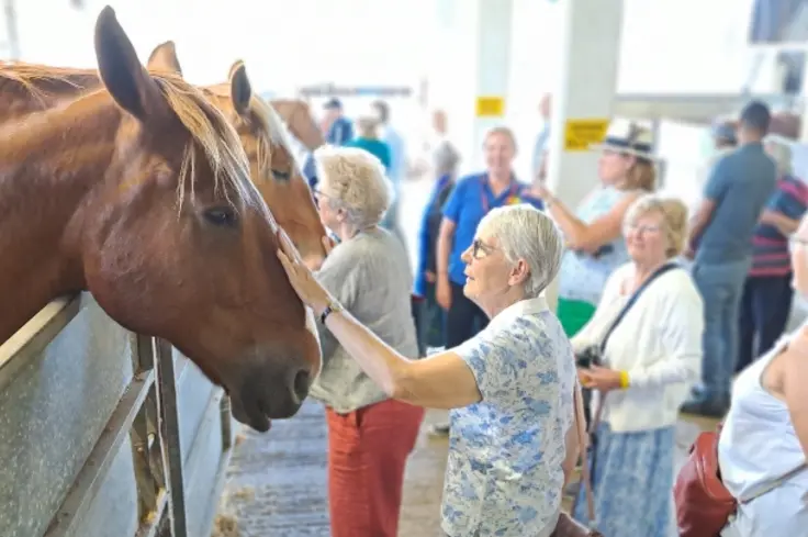 Brooke supporter stroking Suffolk Punch horse at Brooke event