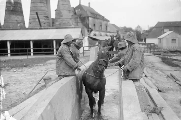 WWI horse skin disease treatment