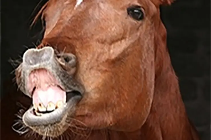 A horse showing its teeth