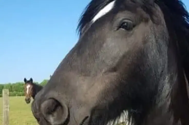 gypsy-vanner.jpg