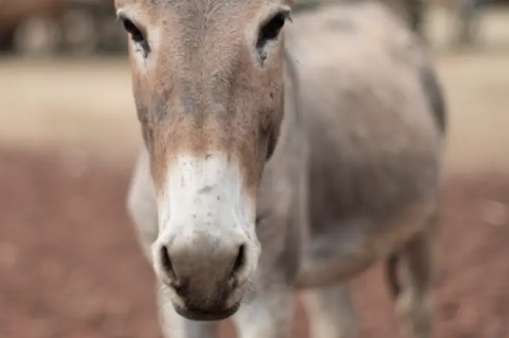 happy-donkey-ethiopia (portrait).png