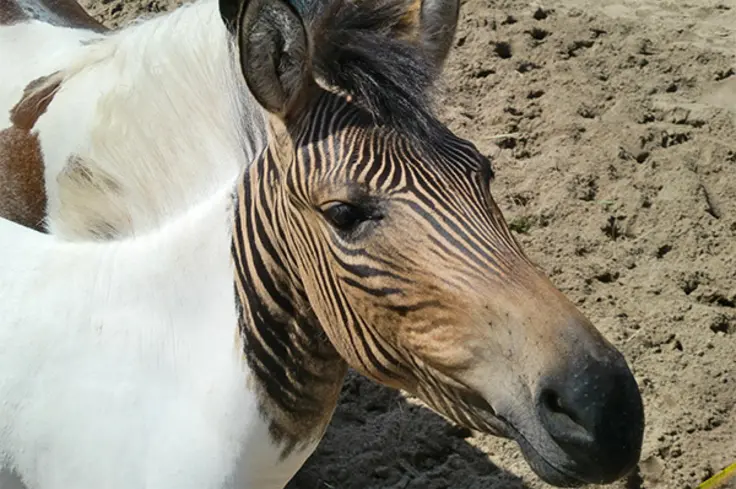 A hebra (zebroid that is a crossing between a horse stallion and a zebra mare)