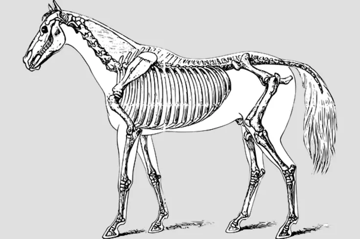 Horse skeleton image