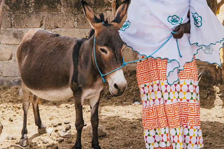 A pregnant donkey