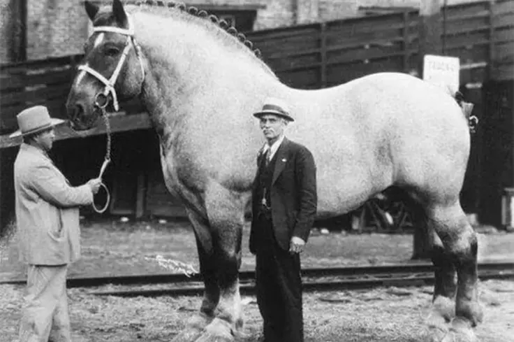 The all-time tallest horse - Sampson