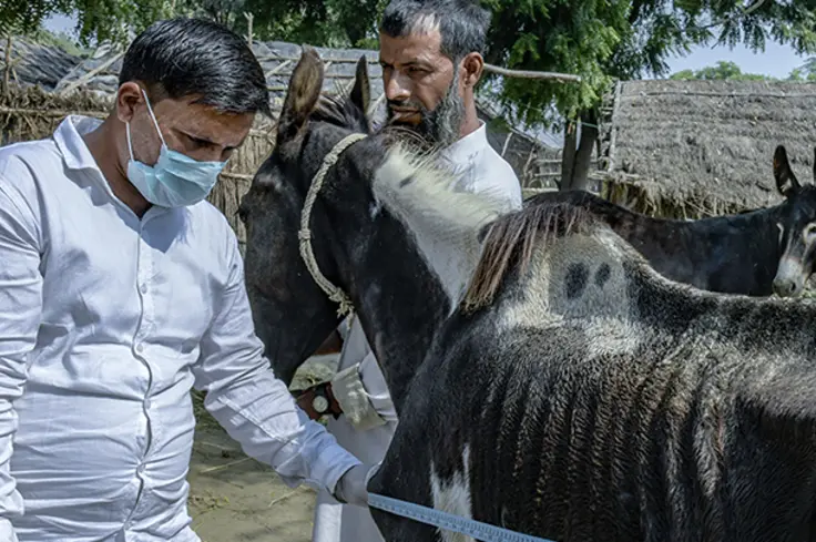 Animal Health Practitioner 